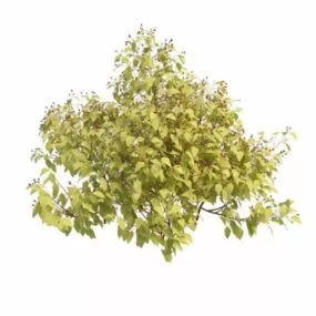 Berry Shrubs 3d model