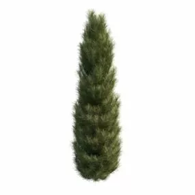 Italian Cypress Tree 3d model