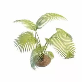 Potted Palm Tree Plants 3d model