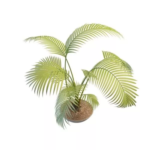 Potted Palm Tree Plants 3d model Potted Palm Tree Plants 3d model