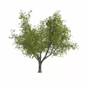 Manitoba Maple Tree 3d model