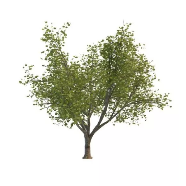 Manitoba Maple Tree 3d model Manitoba Maple Tree 3d model