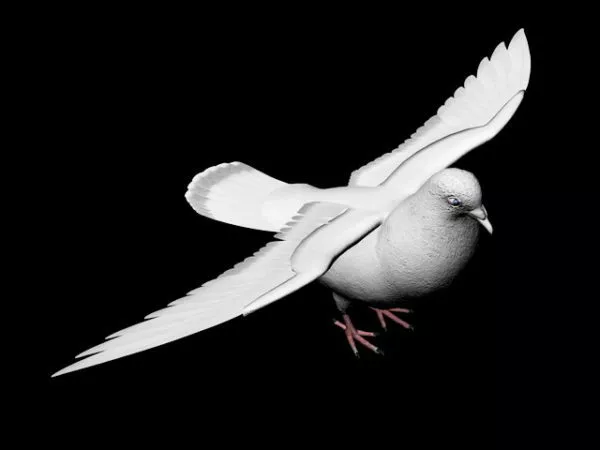 Animated Pigeon With Rigged 3d model