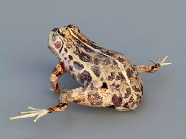 Jumping Frog Rigged 3d model