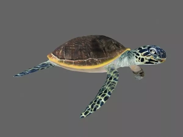 Green Sea Turtle 3d model Green Sea Turtle 3d model
