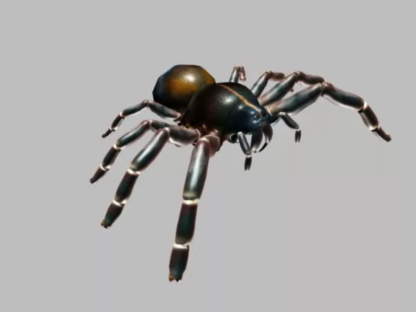 Animated Black Spider 3d model