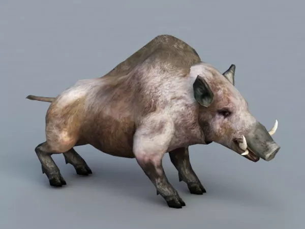 Wild Boar 3d model Wild Boar 3d model