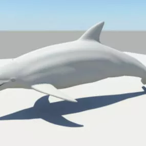 Common Dolphin 3d model