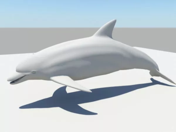 Common Dolphin 3d model Common Dolphin 3d model