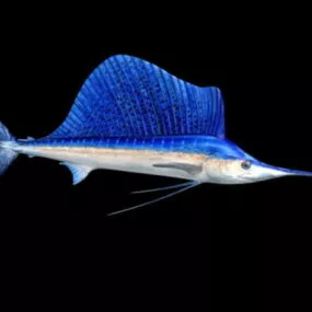 Blue Swordfish 3d model
