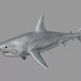 Great White Shark 3d model