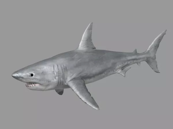 Shark Fossil Sculpture 3d model