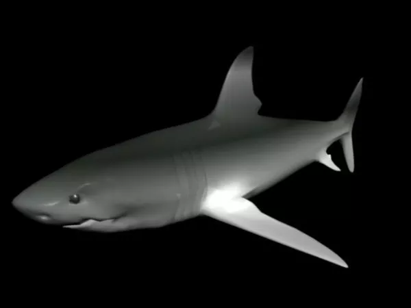 Bull Shark 3d model Bull Shark 3d model