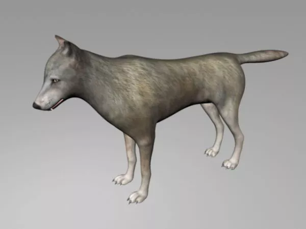 Grey Wolf 3d model Grey Wolf 3d model