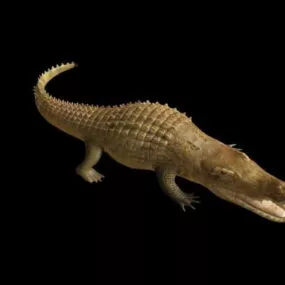 Realistic Crocodile 3d model