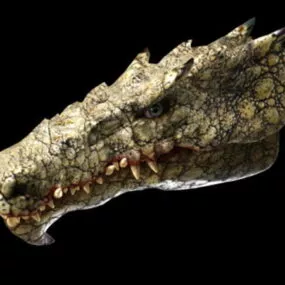 Dragon Head 3d model