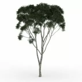 Fig Tree 3d model