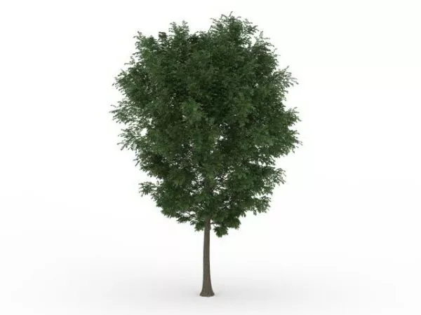 Beautiful Green Tree 3d model Beautiful Green Tree 3d model
