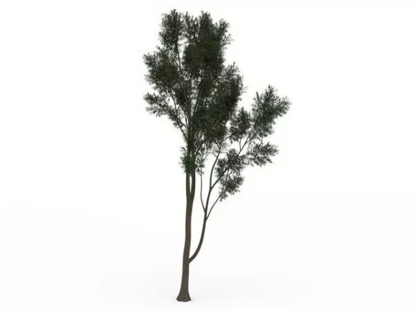 Small Deciduous Tree 3d model Small Deciduous Tree 3d model