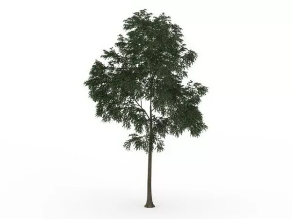 English Walnut Tree 3d model English Walnut Tree 3d model