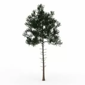 Small Fir Tree 3d model