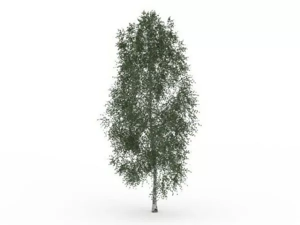 California Ash 3d model California Ash 3d model