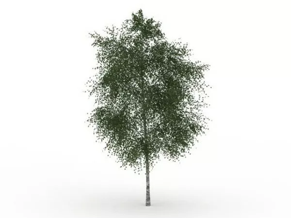 Oregon Ash Tree 3d model Oregon Ash Tree 3d model
