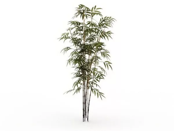 Bamboo Plants 3d model Bamboo Plants 3d model