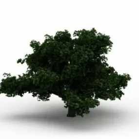 Summer Tree 3d model