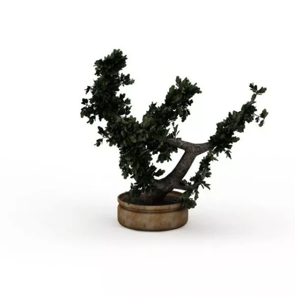 Bonsai Tree 3d model Bonsai Tree 3d model