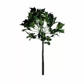 Carica Papaya Tree 3d model