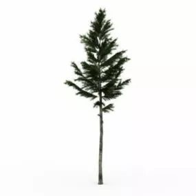 White Spruce Tree 3d model