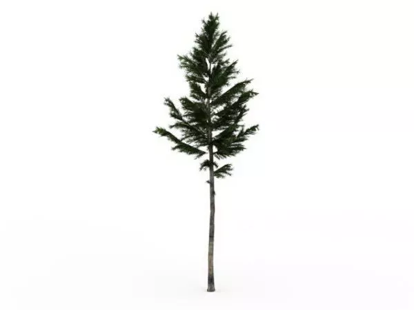 White Spruce Tree 3d model White Spruce Tree 3d model