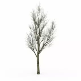 Winter Ash Tree 3d model