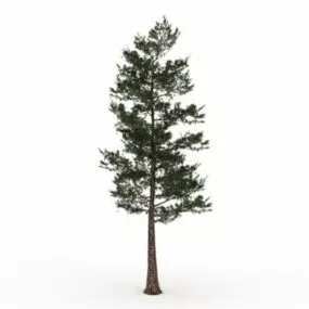 Southern Pine Tree 3d model