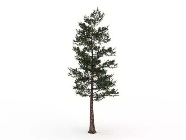 Southern Pine Tree 3d model Southern Pine Tree 3d model