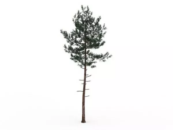 Small Pine Tree For Landscaping 3d model Small Pine Tree For Landscaping 3d model