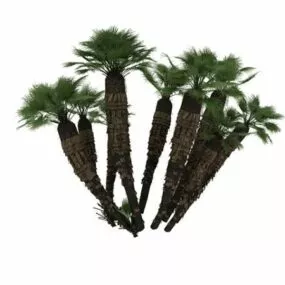Mediterranean Dwarf Palm 3d model