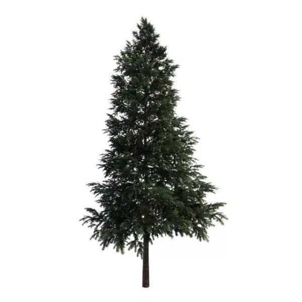 Black Spruce Tree 3d model Black Spruce Tree 3d model