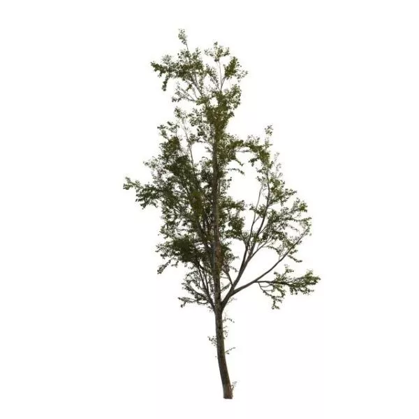 Cottonwood Tree 3d model Cottonwood Tree 3d model