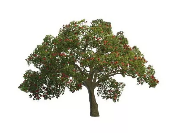 Summer Flowering Tree 3d model Summer Flowering Tree 3d model