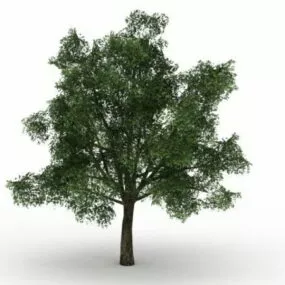Pedunculate Oak Tree 3d model
