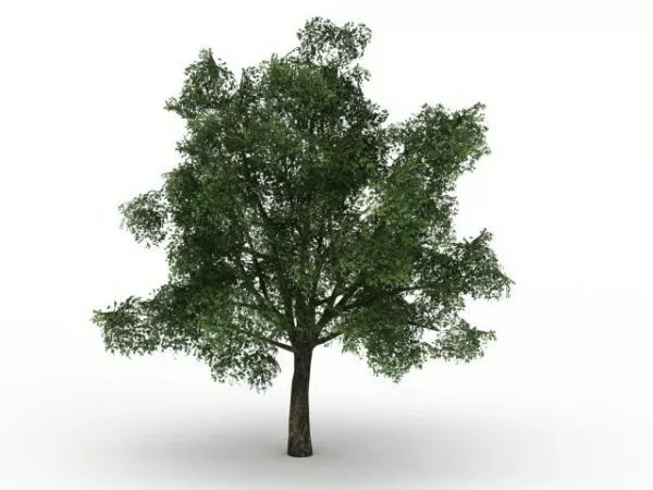 Pedunculate Oak Tree 3d model Pedunculate Oak Tree 3d model