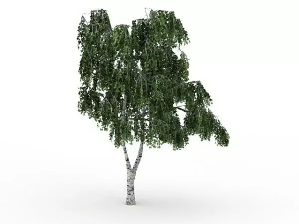 Betula Tree 3d model Betula Tree 3d model