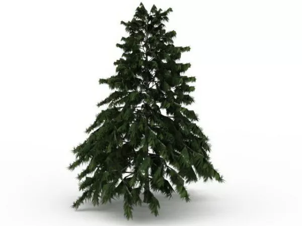 Deodar Cedar Tree 3d model Deodar Cedar Tree 3d model