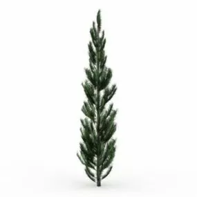 Sitka Spruce Tree 3d model