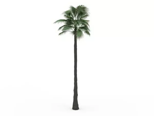 Petticoat Palm Tree 3d model Petticoat Palm Tree 3d model