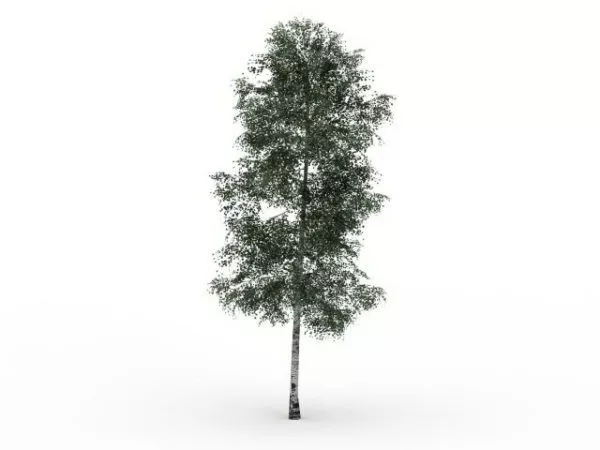 Chenmou Elm Tree 3d model Chenmou Elm Tree 3d model