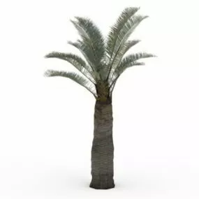 Chilean Wine Palm 3d model