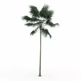 Australian Fan Palm 3d model